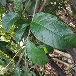 Mansoa alliacea Leaf