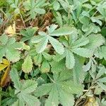 Potentilla reptans Folha