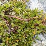 Salix serpillifolia Bark