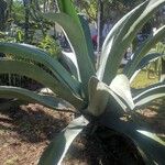 Agave salmiana 整株植物