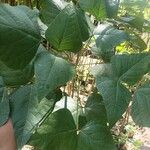 Erythrina amazonica Leaf