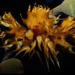 Sparattosyce dioica Квітка