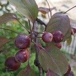 Malus floribunda Fruit