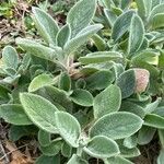 Stachys byzantina Leaf