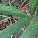 Chamaedorea radicalis Hoja
