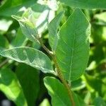 Elaeagnus umbellata Blad