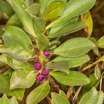 Myoporum laetum Vekstform