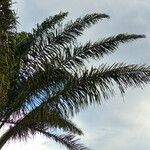 Attalea maripa Leaf