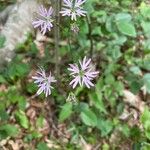 Lychnis flos-cuculiFiore