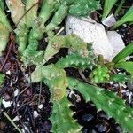 Orbea variegata Leaf