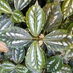 Pilea cadierei Leaf