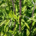 Cirsium heterophyllum خشب