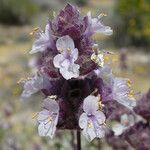 Salvia dorrii Flower