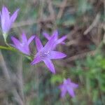 Campanula rapunculusFlower