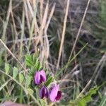 Vicia sativaÇiçek