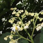 Saurauia montana Flower