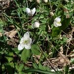 Isopyrum thalictroides Elinympäristö