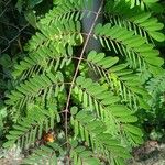 Biancaea decapetala Leaf