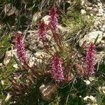 Pedicularis groenlandica 整株植物