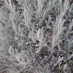 Artemisia tridentata Φύλλο