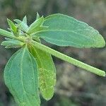 Stachys annua Folio