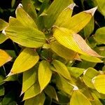 Shibataea kumasasa Leaf