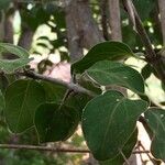 Canthium armatum पत्ता