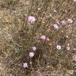 Scabiosa atropurpureaBlüte