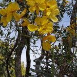 Senna silvestris Flower