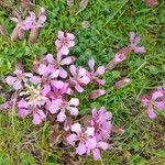 Saponaria pumila Flower