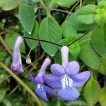 Streptocarpus saxorum花