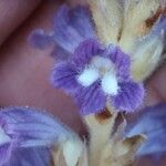 Phelipanche ramosa Flower