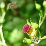 Scrophularia nodosa Çiçek