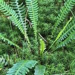 Blechnum spicant 葉