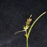 Carex nubigena Habit
