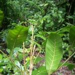 Vouarana guianensis Blatt