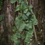 Monstera tenuis Bark