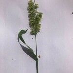 Polypogon viridis Õis