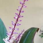 Cordyline fruticosa Flor