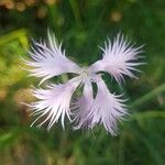 Dianthus hyssopifoliusফুল