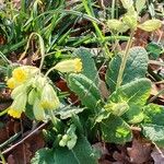 Primula veris Hàbitat