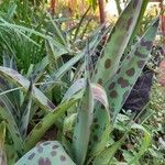 Agave maculata Leaf