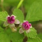 Rubus parvifolius പുഷ്പം