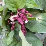 Leycesteria formosaफूल