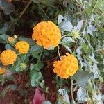 Lantana camaraFlower