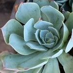 Echeveria secundaपत्ता