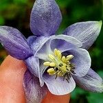 Aquilegia pyrenaicaKukka