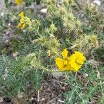 Solanum rostratumफूल