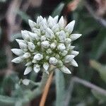 Helichrysum globosum Kvet