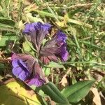 Pulmonaria mollis Bloem